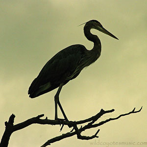 Solar Eclipse GB Heron