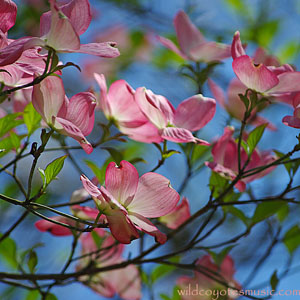 Spring Trees