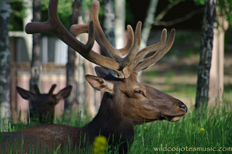 Elk at Sunset