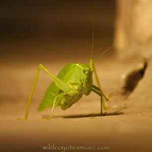 Katydid at Doorstep