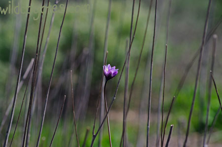 Purple Wildflower