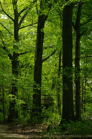 Spring Trees