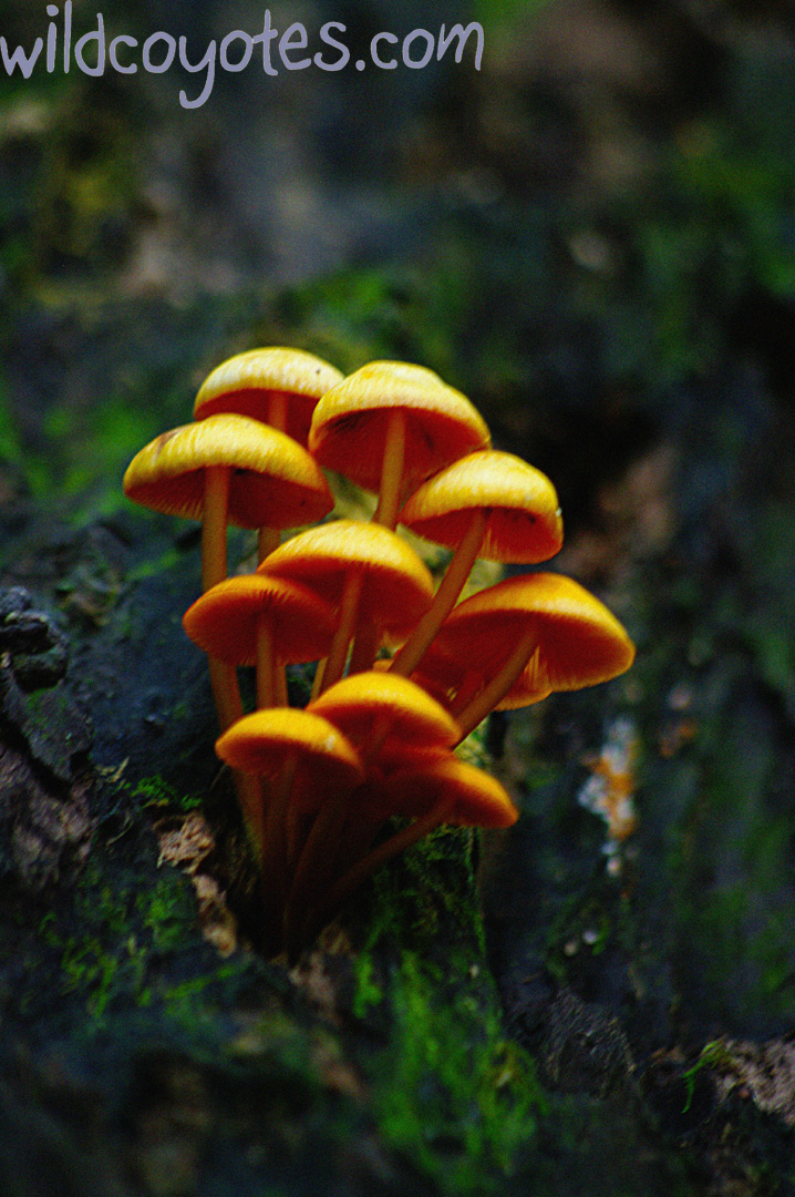 Aesthetic Mushrooms in the Woods