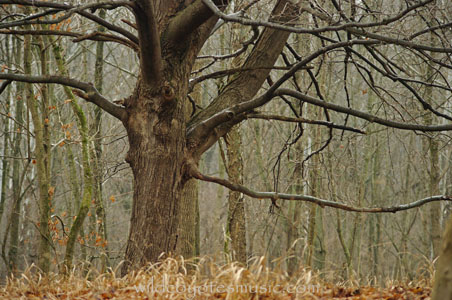 Winter Tree