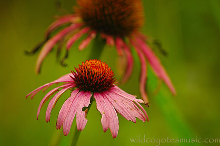 Pink-Red Coneflower