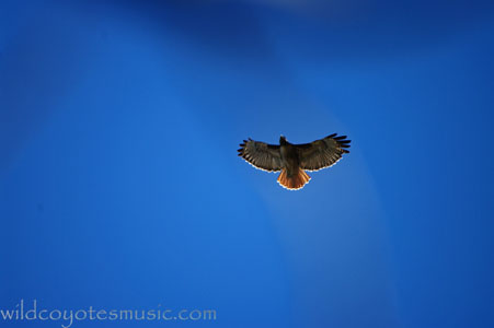 Blue Sky Hawk