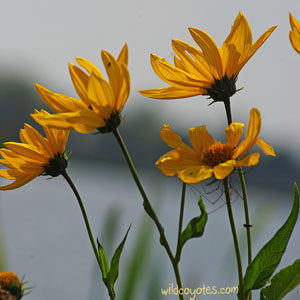 Yellow Flowers - Lakeside