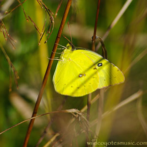 Yellow Moth
